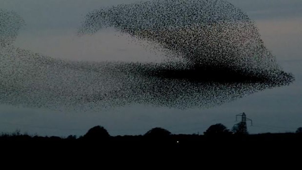 Schottland: Tausende Staren sorgen für eine faszinierende Vorstellung am Himmel