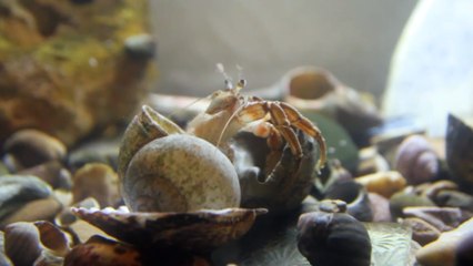 Quand un Bernard-l'ermite change de coquille