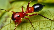 L'incroyable stratégie de ces araignées qui se déguisent en fourmis