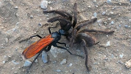 Une lutte sans merci entre une guêpe et une mygale