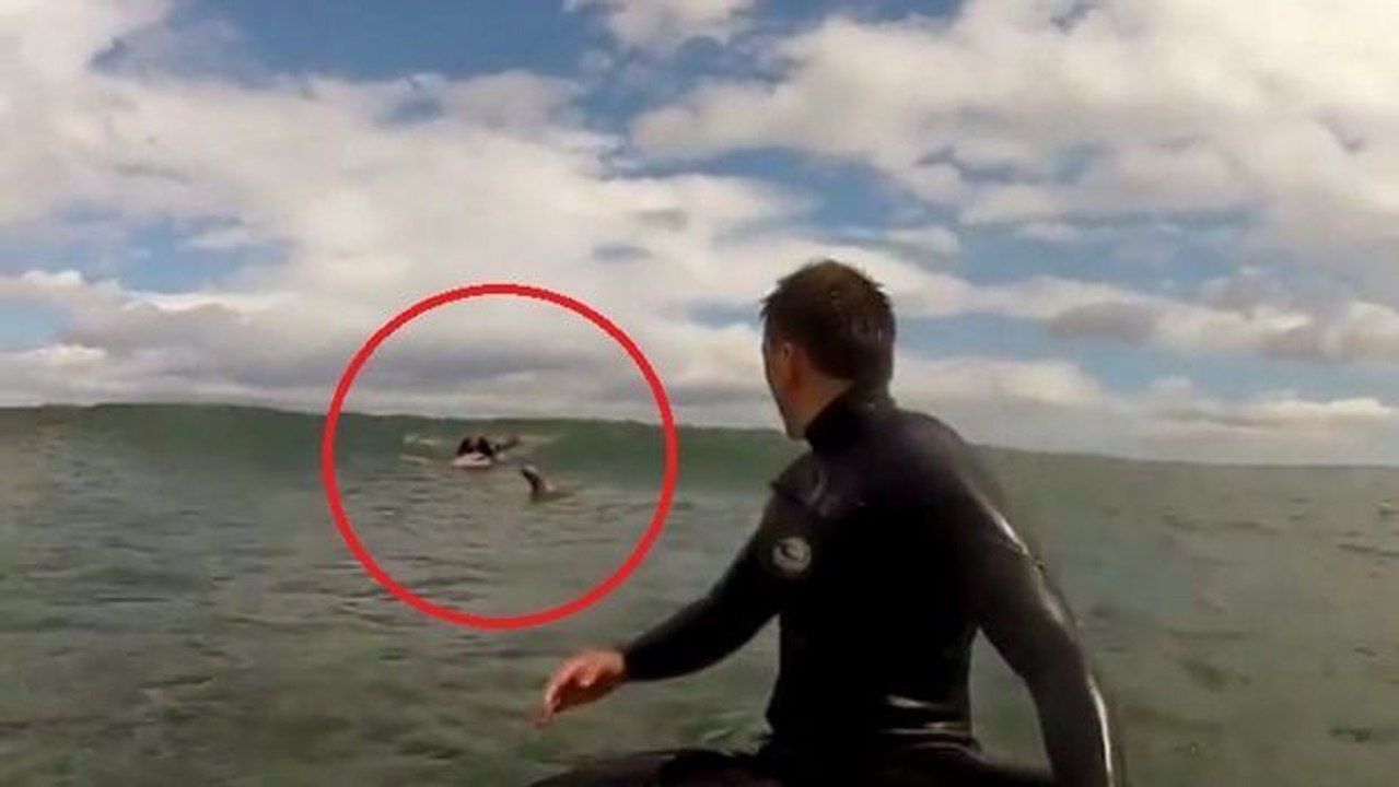 Zwei Surfer bekommen unerwarteten Besuch, der auch Spaß haben will