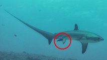 Un requin photographié ''pour la première fois'' donnant naissance à un petit