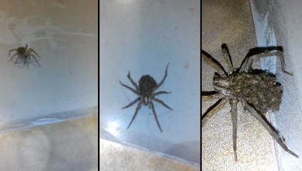 L'effrayante surprise d'une araignée-loup découverte dans une maison