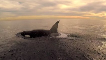 Un fantastique spectacle d’orques sauvages observées dans leur milieu naturel