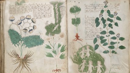 Un mystérieux manuscrit qui intrigue les cryptologues depuis plus de 400 ans