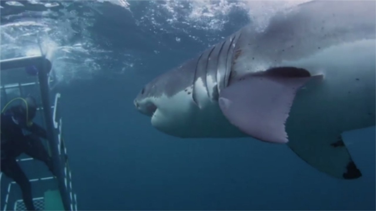 L'effrayante attaque d'un requin blanc de 5,5 mètres sur un plongeur