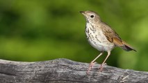 La grive solitaire, l'oiseau chanteur qui utilise la même série harmonique que l'homme