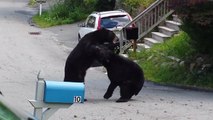 Un combat d'ours surpris en pleine rue dans le New Jersey