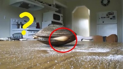 L'étonnant comportement d'une palourde posée sur une table couverte de sel