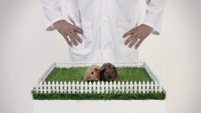 Cancer des testicules : des cochons d'Inde vedettes d'une vidéo de prévention inattendue