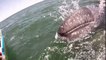 Une incroyable rencontre avec une baleine grise et son petit