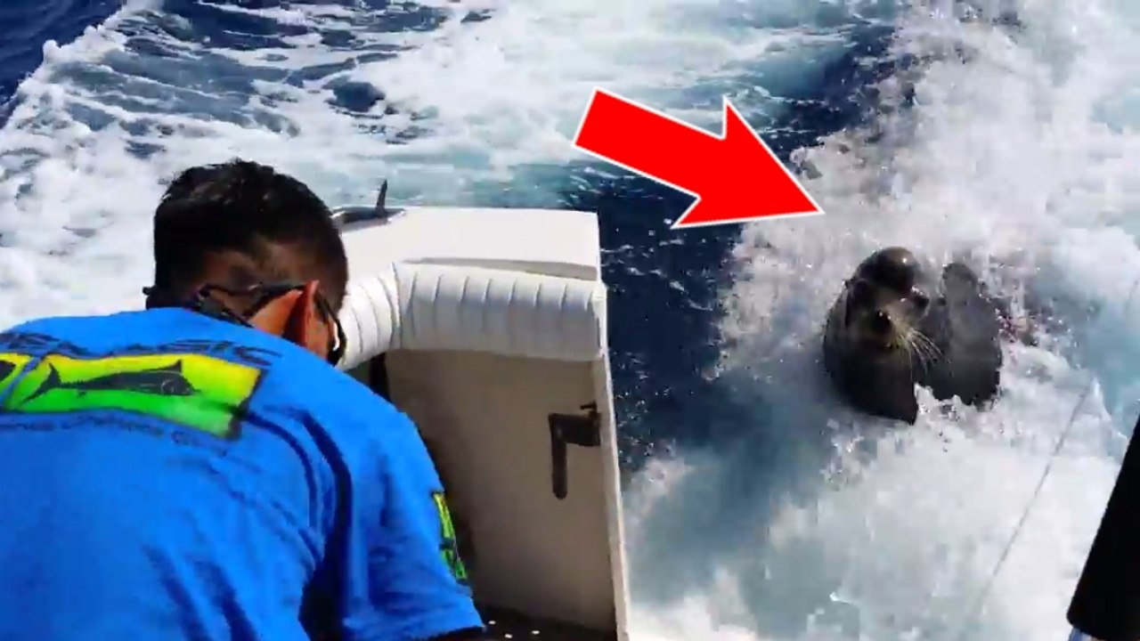 Un lion de mer s'invite à bord d’un bateau de pêche pour réclamer sa part