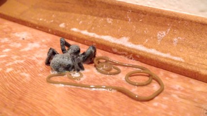 Un effrayant parasite quitte le corps d'une araignée