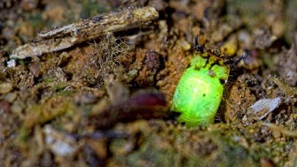 Une mystérieuse larve luminescente découverte au Pérou