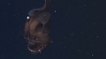 Une effrayante créature des abysses filmée pour la première fois dans son milieu naturel