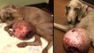 Dieser Hund hatte einen 6 kg schweren Tumor... Eine Tierschutzverein verhalf ihm zu neuem Leben!