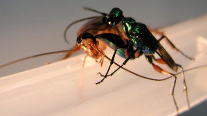 Cette guêpe change ses victimes en zombies