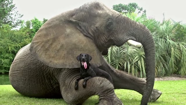 Quand les animaux tissent des amitiés improbables