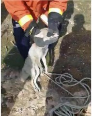 MARDİN'DE 6 METRELİK KUYUYA DÜŞEN TİLKİ KURTARILDI