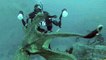 Quand une pieuvre géante s'attaque à un plongeur