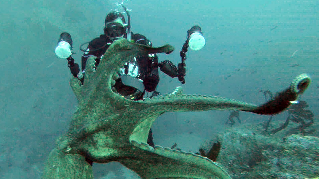 Quand une pieuvre géante s'attaque à un plongeur