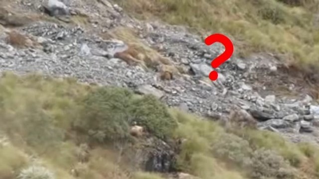 Quelque chose se cache dans ce paysage, saurez-vous le voir ?