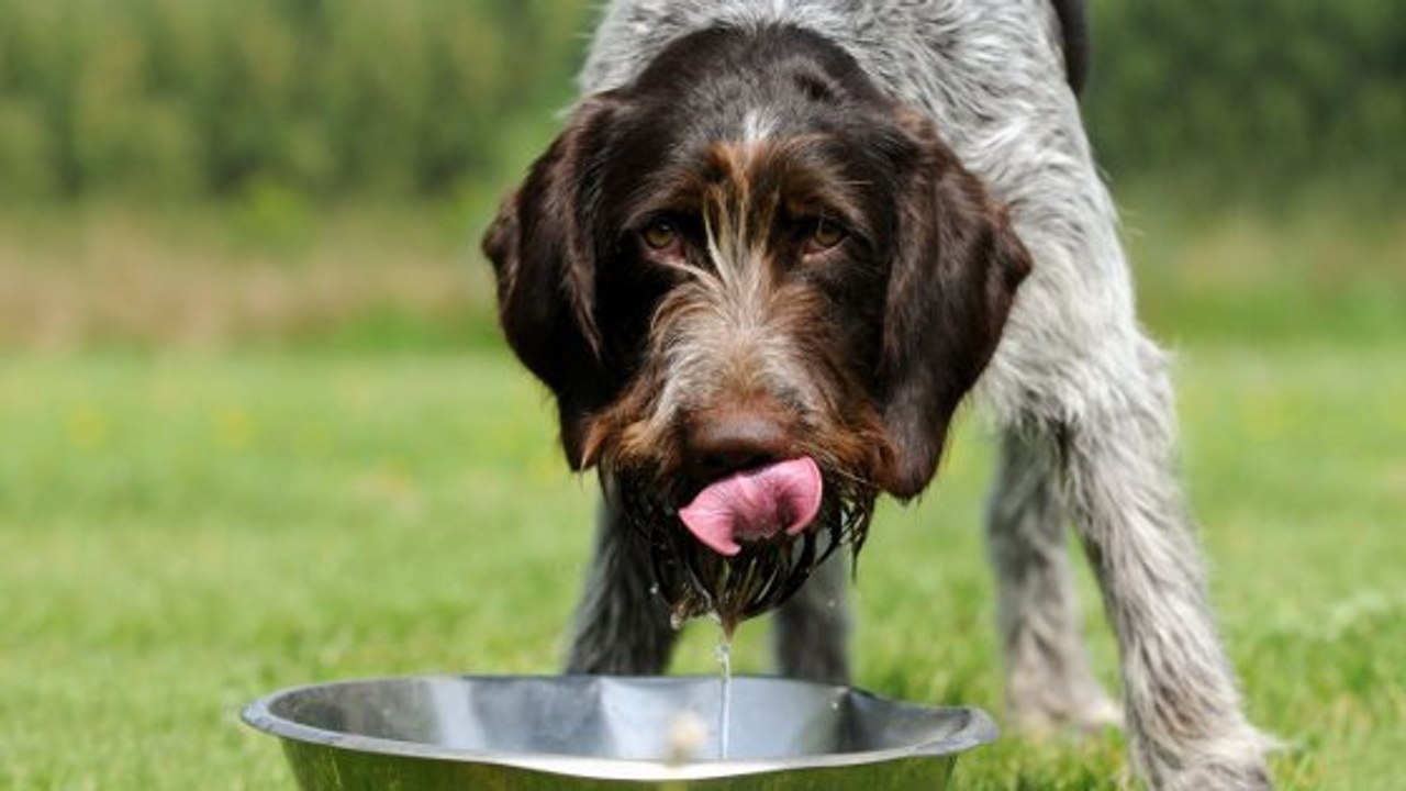Voilà pourquoi votre chien en met partout lorsqu'il boit