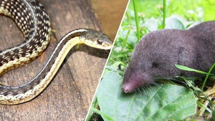 Musaraigne contre serpent, le plus venimeux n'est pas toujours celui que l'on pense