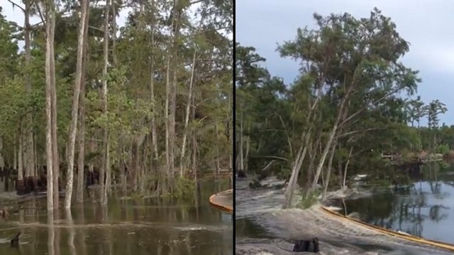 Des arbres se font engloutir en quelques secondes par une gigantesque doline
