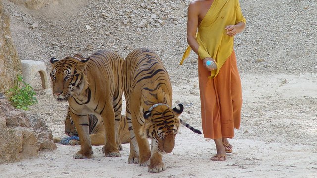 Voilà pourquoi vous ne devez jamais visiter le Temple des tigres en Thaïlande