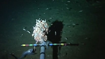 Un poisson inconnu découvert à plus de 8000 mètres de profondeur