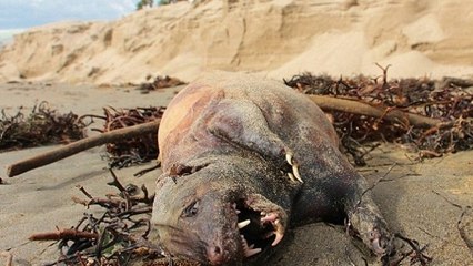 Une étrange créature découverte sur une plage de Santa Barbara