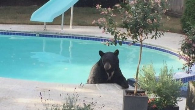 Quand un ours sauvage vient se rafraichir dans la piscine d'une maison