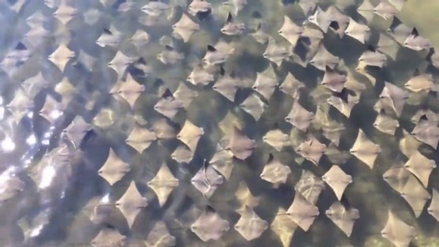 L'incroyable migration de centaines de raies filmée au large de la Floride
