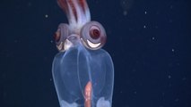 D'incroyables créatures cachées dans les profondeurs d'un canyon sous-marin