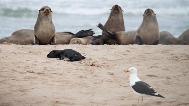 En Namibie, les goélands ont développé une effrayante tactique pour tuer les otaries