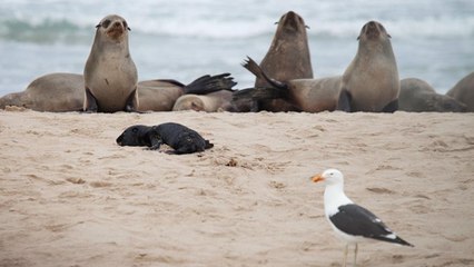 En Namibie, les goélands ont développé une effrayante tactique pour tuer les otaries