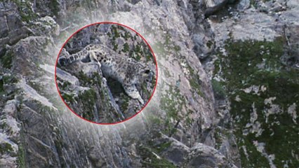 Un léopard des neiges filmé en pleine chasse au Pakistan