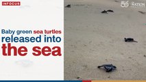 Baby green sea turtles released into the sea | The Nation Thailand