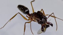 Quand des mouches se mettent à décapiter les fourmis