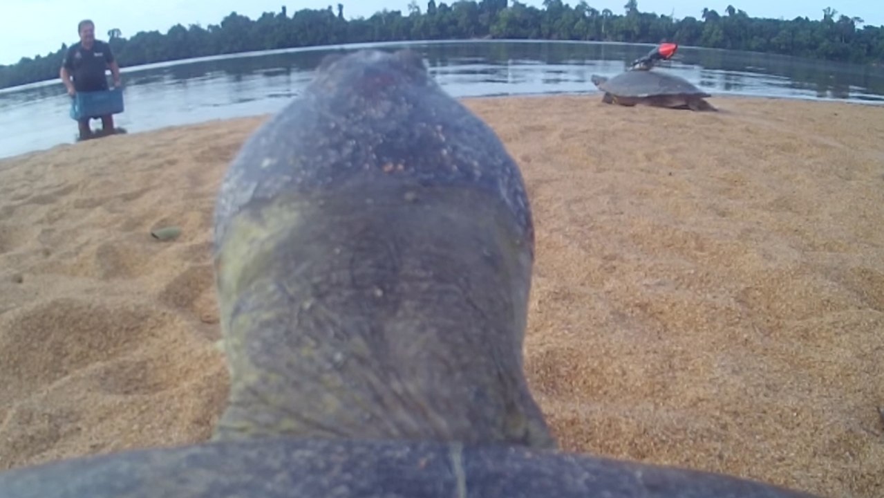 Embarquez sur le dos d'une tortue en plein bassin amazonien