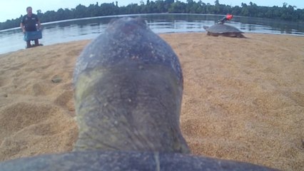 Embarquez sur le dos d'une tortue en plein bassin amazonien