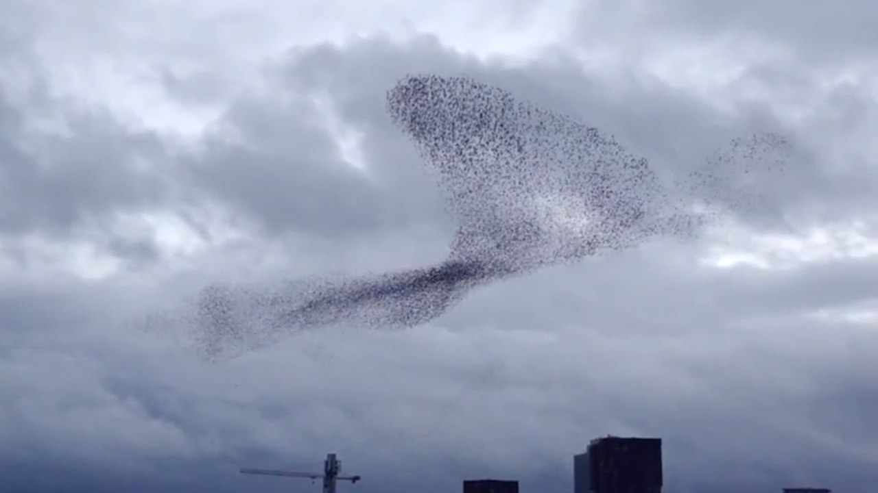 Une fantastique nuée de milliers d'étourneaux filmée aux Pays-Bas