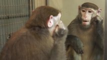 Les macaques rhésus capables de se reconnaître dans le miroir ?