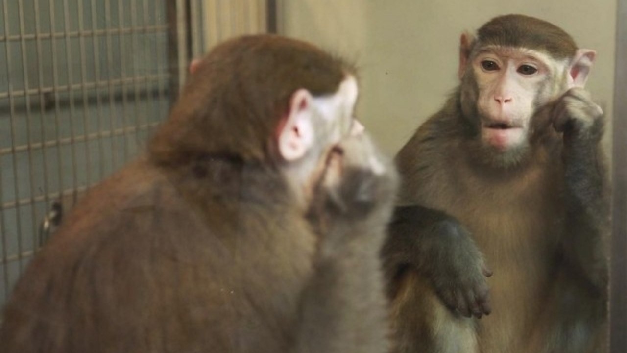 Les macaques rhésus capables de se reconnaître dans le miroir ?