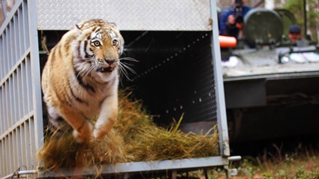Revivez la fantastique libération d'un tigre de Sibérie en pleine nature