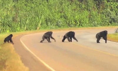 Des chimpanzés filmés traversant la route d'une façon étonnante en Ouganda