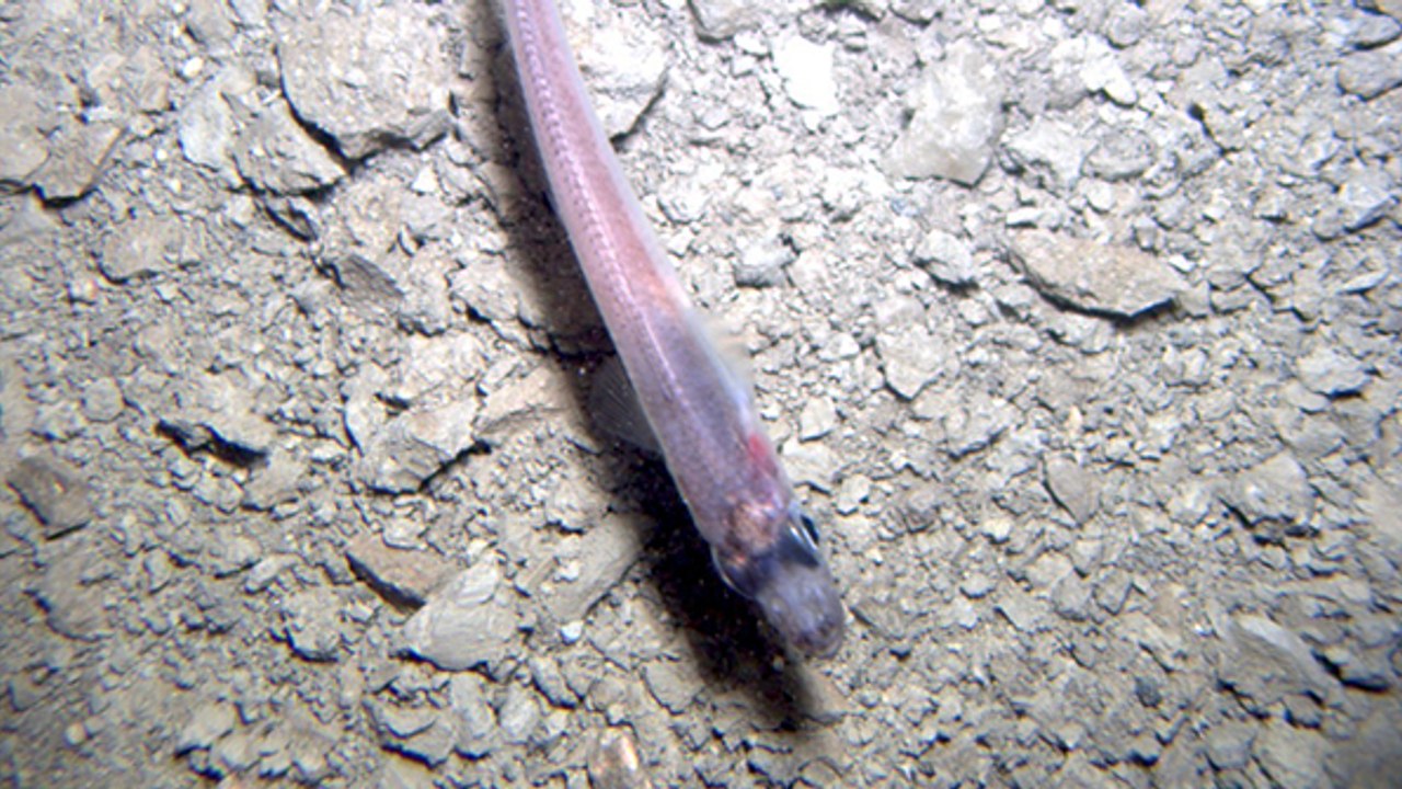 Des poissons découverts vivants à 700 mètres sous la banquise de l'Antarctique