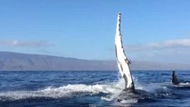 Une baleine à bosse charge un bateau à Hawaï