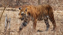 ''Enorme succès'' pour les tigres : la population aurait augmenté de 30% en Inde